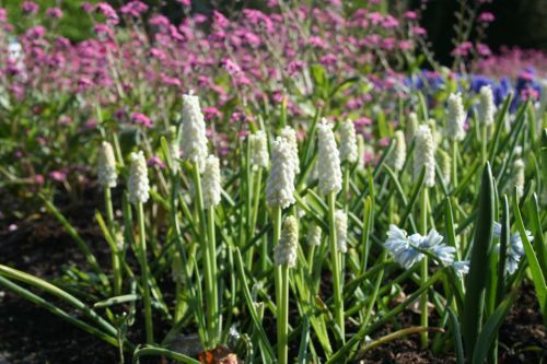 Muscari botryoides ' Album'Druifjes bestellen